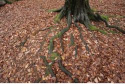 Photo Textures of Roots